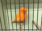 gezocht norwich man, Animaux & Accessoires, Oiseaux | Canaris