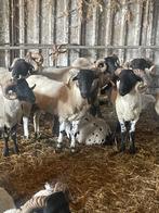 Rammen schapen, Mouton, Mâle