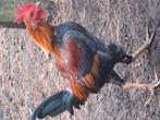Trio oud engelse vechtkrielen, Dieren en Toebehoren, Pluimvee