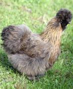 Zijdehoender krielkippen jonge hennen beschikbaar