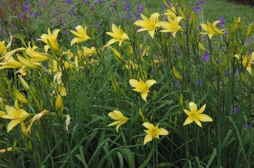 Hemerocallis geel (daglelie), Tuin en Terras, Planten | Tuinplanten, Vaste plant, Overige soorten, Volle zon, Lente, Ophalen
