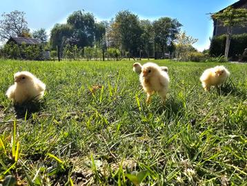 Brahma groothoen kuikens beschikbaar voor biedingen