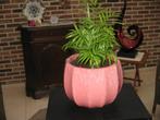 bloempot + plant, Ophalen, Steen, Rond, Binnen