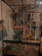 Couple de leachianus Mr khogis,avec terrarium + un bébé