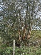 Knotwilgen hout, Tuin en Terras, Ophalen, Takken