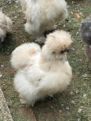 Prachtige Zijdehoen USA hennen, Femelle, Poule ou poulet