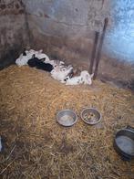 lapins, Animaux & Accessoires, Rongeurs