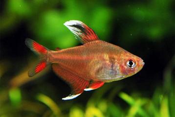 Hyphessobrycon bentosi white fin beschikbaar voor biedingen