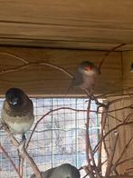Sint Helena fazant en kapoetsensijs, Dieren en Toebehoren, Vogels | Overige Vogels, Mannelijk