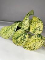 Stekjes Scindapsus jade satin marble variegata, Huis en Inrichting, Overige soorten, Minder dan 100 cm, Groene kamerplant, Halfschaduw