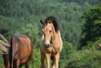 Pouliche PRE isabelle, Dieren en Toebehoren, Paarden, Gechipt, Niet van toepassing, Dressuurpaard, 0 tot 2 jaar