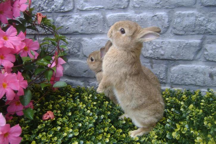 Raszuivere dwergkonijntjes, Animaux & Accessoires, Lapins, Nain, Mâle, Oreilles tombantes