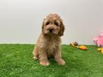 Cockapoo pups, Dieren en Toebehoren, België, 8 tot 15 weken, CDV (hondenziekte), Meerdere