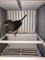 Canaris, Enlèvement, Utilisé, Autres types