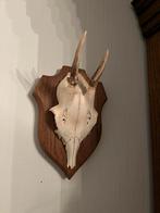 Muurdecoratie schedel met hoorns., Ophalen