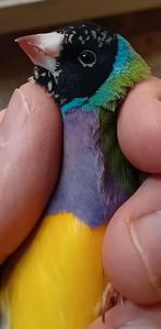 3 gouldamadines mannen voor 65€,