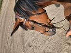 Halve stal aangeboden, Dieren en Toebehoren, Paarden