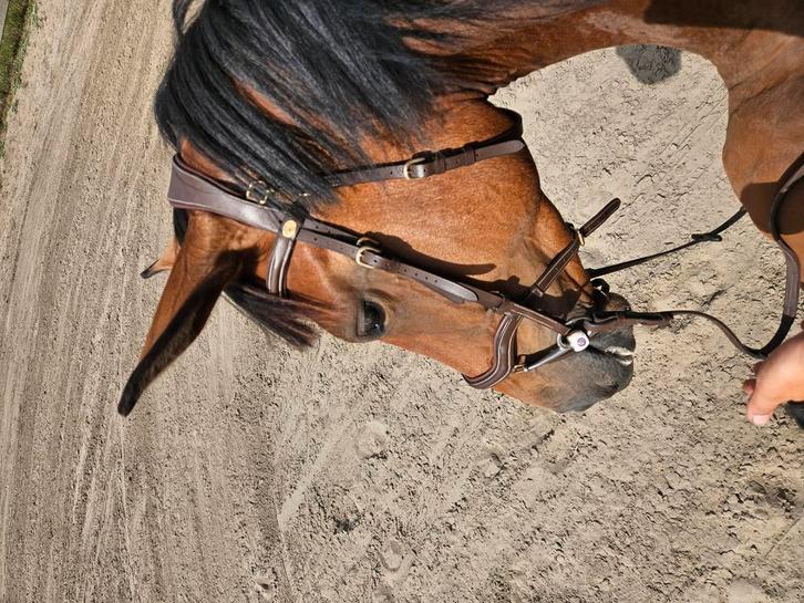 Halve stal aangeboden, Dieren en Toebehoren, Paarden