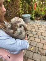 NHD voedster, Dieren en Toebehoren, Konijnen, Vrouwelijk, Dwerg, Hangoor, 0 tot 2 jaar