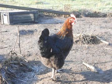 broedeieren marans kippen, Dieren en Toebehoren, Pluimvee
