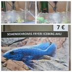 Sciaenochromis fryeri iceberg ahli malawi hobbykweek, Dieren en Toebehoren, Vissen | Aquariumvissen, Vis, Zoetwatervis