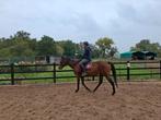 6 jarige merrie, Dieren en Toebehoren, Paarden, Merrie, B, 3 tot 6 jaar, 160 tot 165 cm