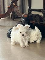 Maltezer mini pups, CDV (hondenziekte), Meerdere, Maltezer, 8 tot 15 weken