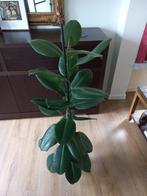 Statige Ficus elastica 'Robusta' echte plant, 103cm, Huis en Inrichting, Kamerplanten, Ophalen, Ficus, 100 tot 150 cm, Halfschaduw