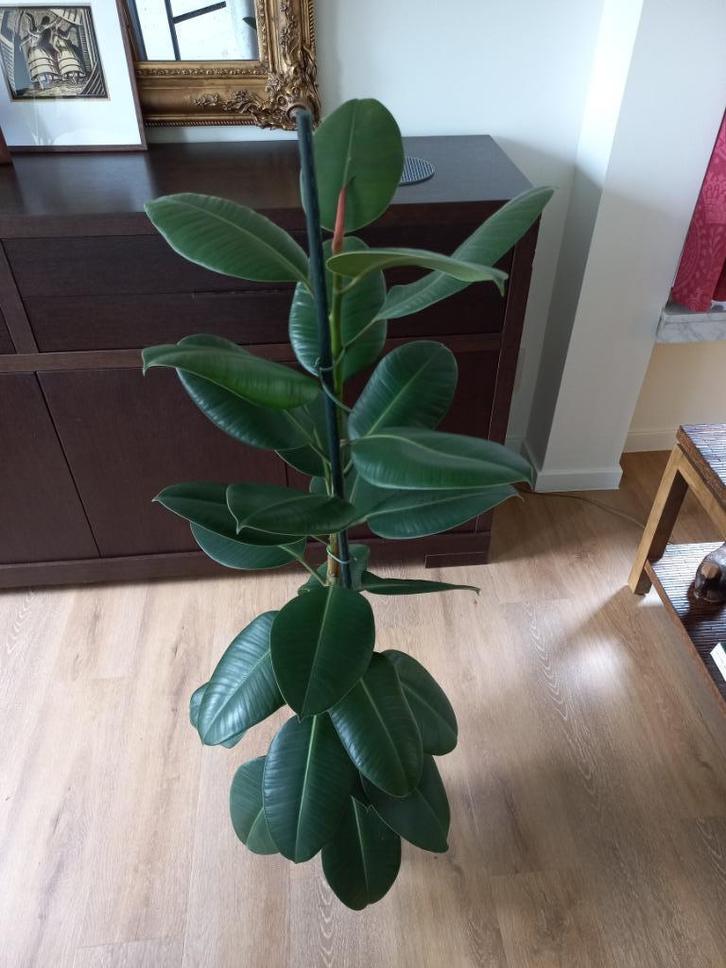 Statige Ficus elastica 'Robusta' echte plant, 103cm, Huis en Inrichting, Kamerplanten, Ficus, 100 tot 150 cm, Groene kamerplant
