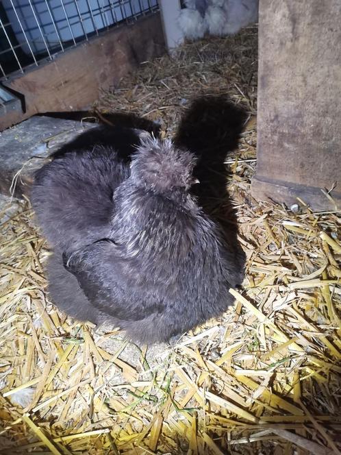 Kuikens+broedeieren, Dieren en Toebehoren, Pluimvee, Kip, Geslacht onbekend