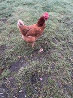 2 bruine legkippen
