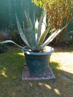 Agave, Tuin en Terras, Ophalen
