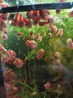 Roze posthoornslakken, Poisson d'eau douce, Escargot ou Mollusque