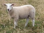 Stamboek swifter ramlammeren te koop, Dieren en Toebehoren, Schapen, Geiten en Varkens, Mannelijk, Schaap, 0 tot 2 jaar
