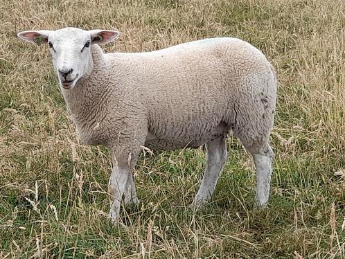 Stamboek swifter ramlammeren te koop, Dieren en Toebehoren, Schapen, Geiten en Varkens, Schaap, Mannelijk, 0 tot 2 jaar