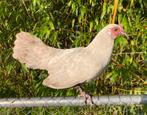 Koppeltje Hollandse kriel, Dieren en Toebehoren, Pluimvee