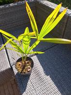 trachycarpus fortunei 2 jaar +/- 30 tot 40 cm hoogte, Ophalen, Vaste plant, Overige soorten