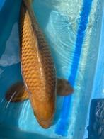 Sansai Chagoi 65cm NU 250€, Dieren en Toebehoren, Karper of Koi