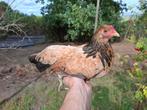 Jonge kippen, Dieren en Toebehoren, Pluimvee