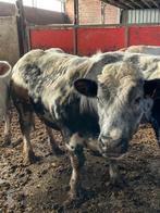 Dekstier, Dieren en Toebehoren, Runderen