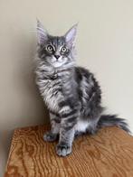 Chaton Maine Coon « Cat » super mignon, Vermifugé, 0 à 2 ans