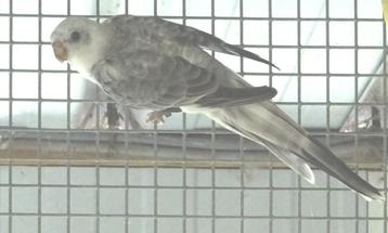 roodrug, oa. grijsvleugel, rubino..., Plusieurs animaux, Perruche, Bagué