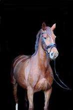 allround recreatieve / fokmerrie, Dieren en Toebehoren, Paarden, Merrie, L, 160 tot 165 cm, 11 jaar of ouder