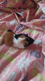 Cavia's, Dieren en Toebehoren, Knaagdieren, Cavia