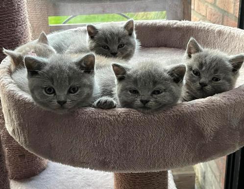 Britse korthaar kittens, Dieren en Toebehoren, Katten en Kittens | Raskatten | Korthaar, Poes, 0 tot 2 jaar, Gechipt, Ontwormd