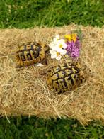 Tortue hermann, Animaux & Accessoires, Reptiles & Amphibiens, Tortue