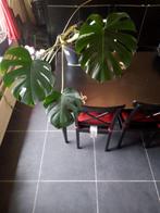 Monstera plant te koop eigen kweek 15 euro, Tuin en Terras, Vaste plant, Bloeit niet, Halfschaduw, Ophalen
