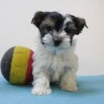 Biewer Yorkshire puppy's te koop (Belgisch), Yorkshire Terriër, België, Handelaar, CDV (hondenziekte)