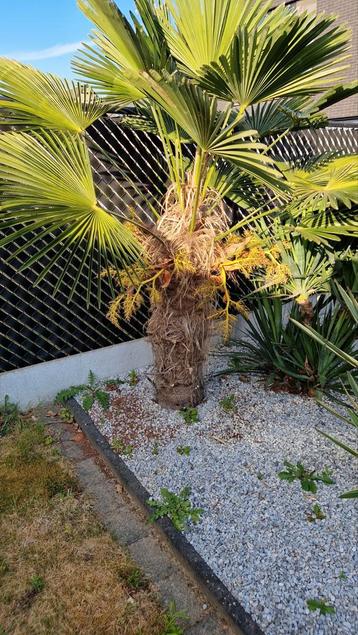 Trachycarpus Wagnerianus beschikbaar voor biedingen
