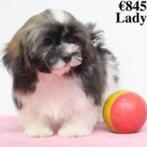 Lhasa Apso » Lory & Lady » - Femelles belges à vendre, Animaux & Accessoires, Chiens | Chihuahuas & Chiens de compagnie, Maladie de Carré (chiens)